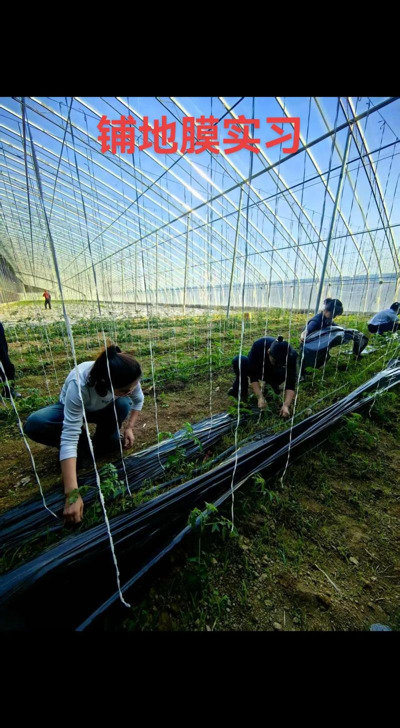 大棚蔬菜种植管理有哪些关键技术？-图3