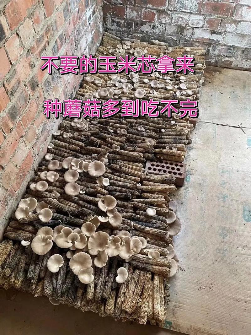 家里蘑菇怎么种？新手也能学会吗？-图1