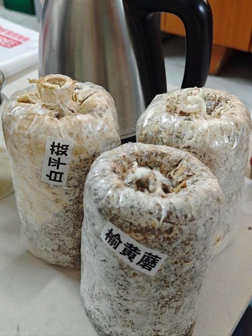 家里蘑菇怎么种？新手也能学会吗？-图2