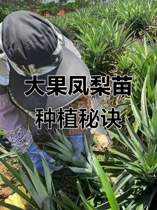 浙江菠萝种植技术要点有哪些?-图2 浙江菠萝种植技术要点有哪些?-图2