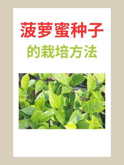 浙江菠萝种植技术要点有哪些?-图3 浙江菠萝种植技术要点有哪些?-图3