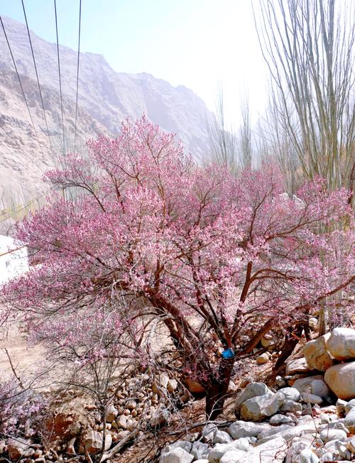 哪种杏树开花最好看?-图1 哪种杏树开花最好看?-图1