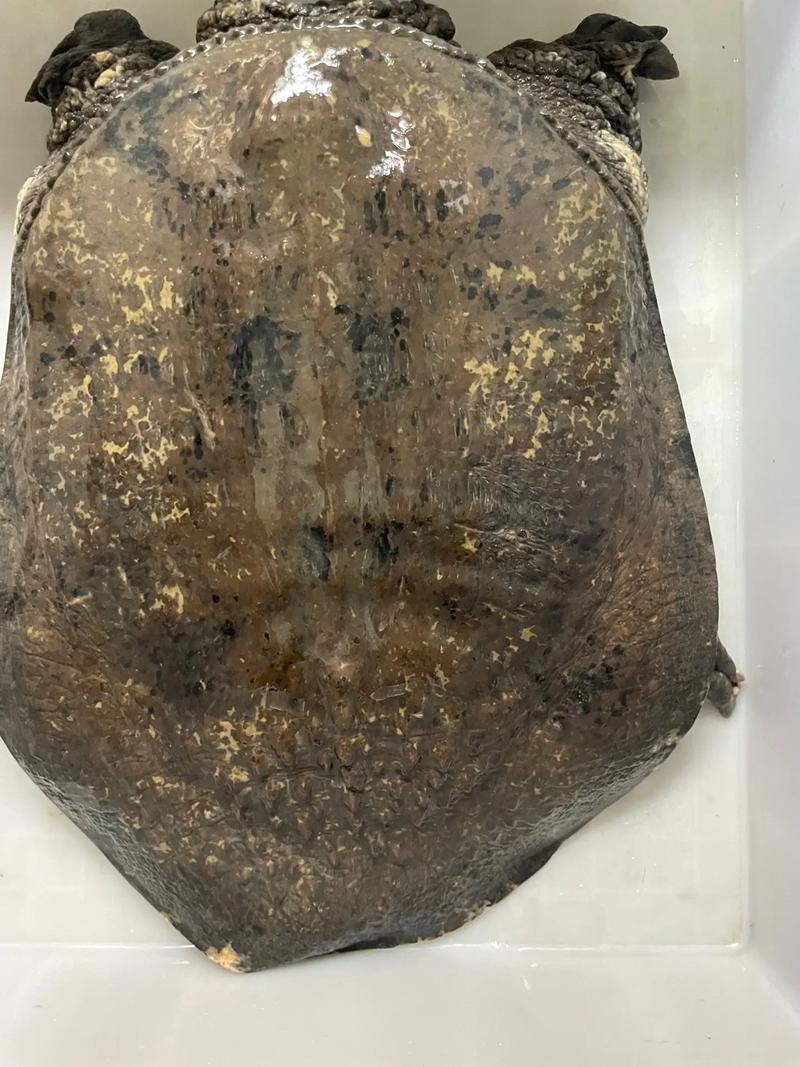 2025山瑞种苗价格会涨还是跌？-图2