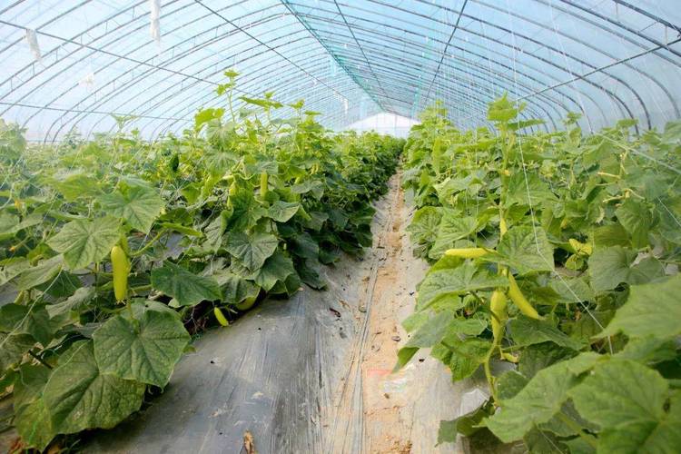 水果黄瓜种植技术视频怎么学？-图2