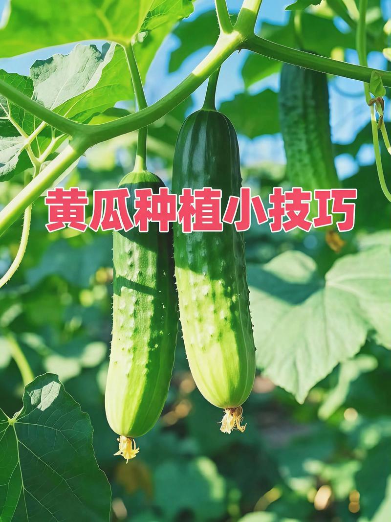 水果黄瓜种植技术视频怎么学？-图3