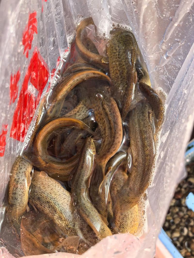 上海泥鳅价格最新行情怎么样？-图2