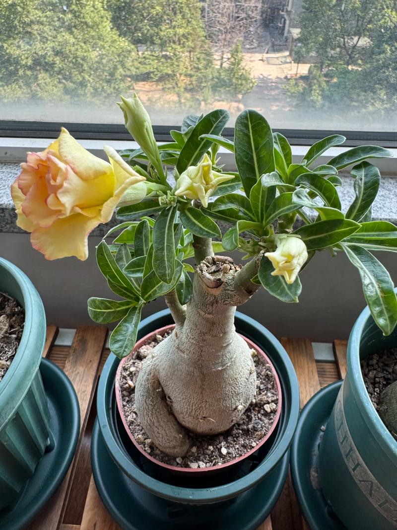 沙漠玫瑰哪个品种最好？-图1