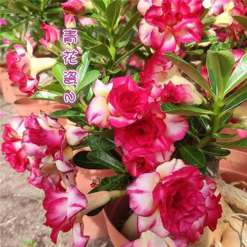 沙漠玫瑰哪个品种最好？-图3