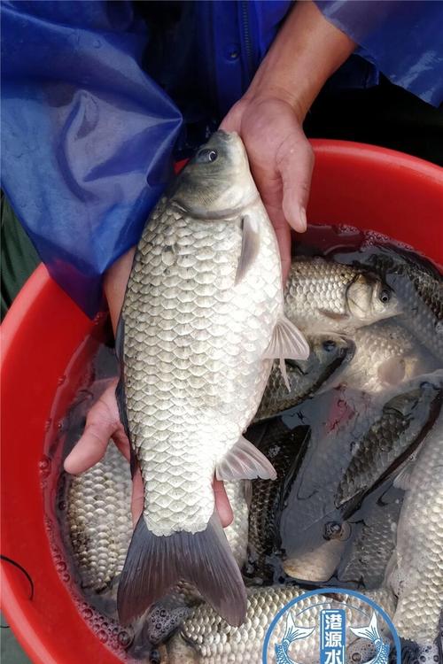 池塘鲫鱼养殖技术要点有哪些？-图3