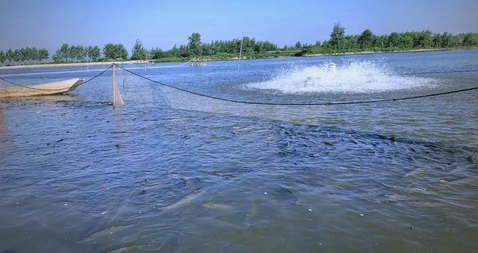 池塘鲫鱼养殖技术要点有哪些？-图2