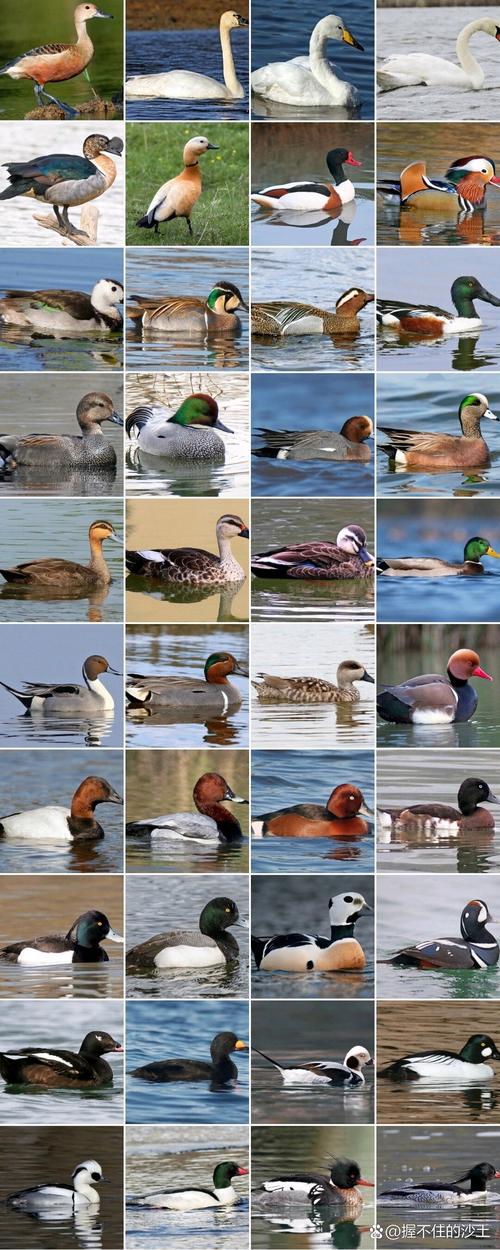 鸭子品种有哪些？图片里能看全吗？-图1