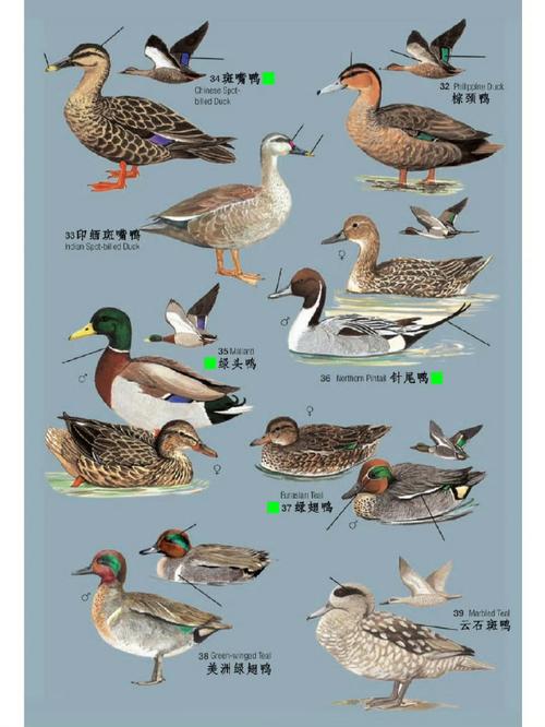 鸭子品种有哪些？图片里能看全吗？-图2