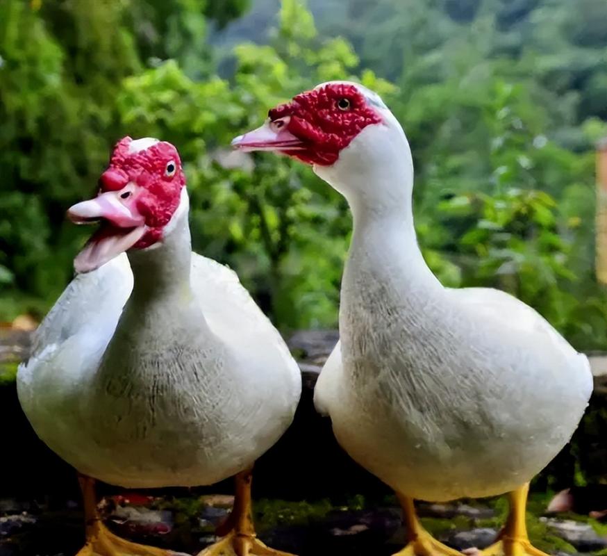 鸭子品种有哪些？图片里能看全吗？-图3