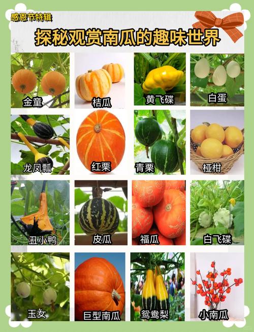 南瓜品种有哪些？图片如何区分？-图1