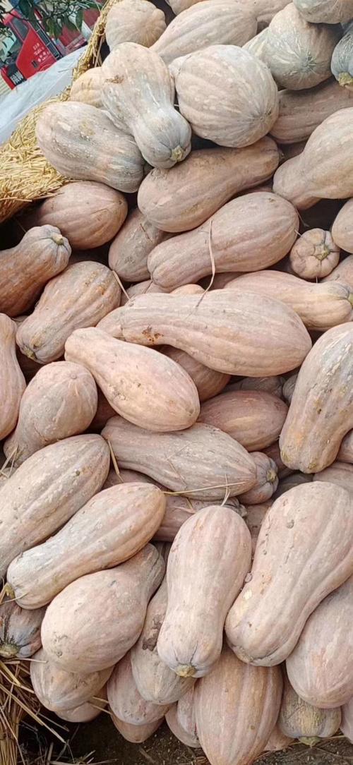 南瓜品种有哪些？图片如何区分？-图2