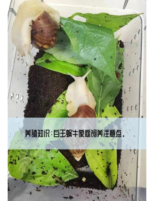央视蜗牛养殖技术视频,新手能学会吗?-图1 央视蜗牛养殖技术视频,新手能学会吗?-图1