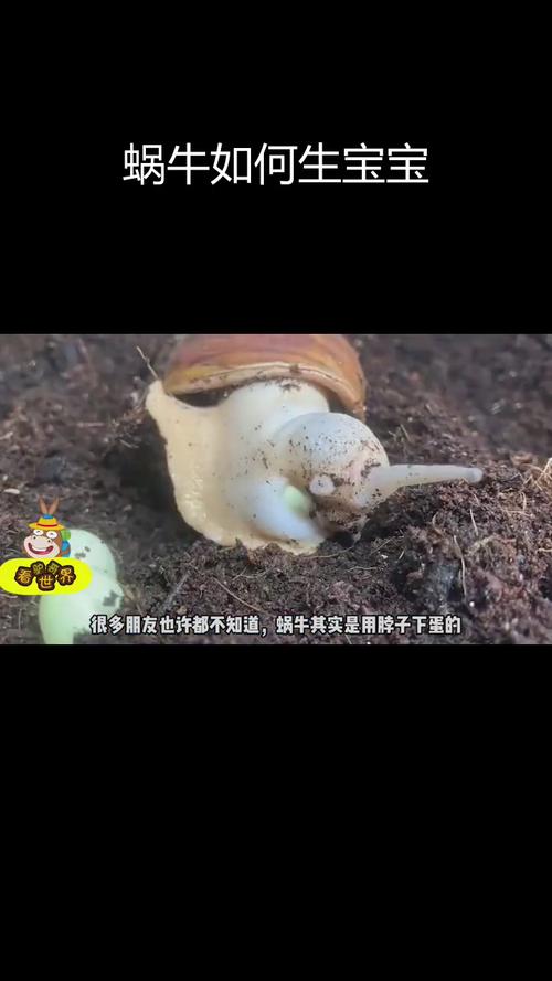 央视蜗牛养殖技术视频,新手能学会吗?-图2 央视蜗牛养殖技术视频,新手能学会吗?-图2