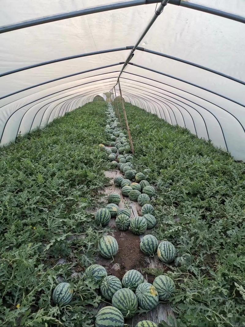 西瓜水上种植怎么种？技术要点有哪些？-图1