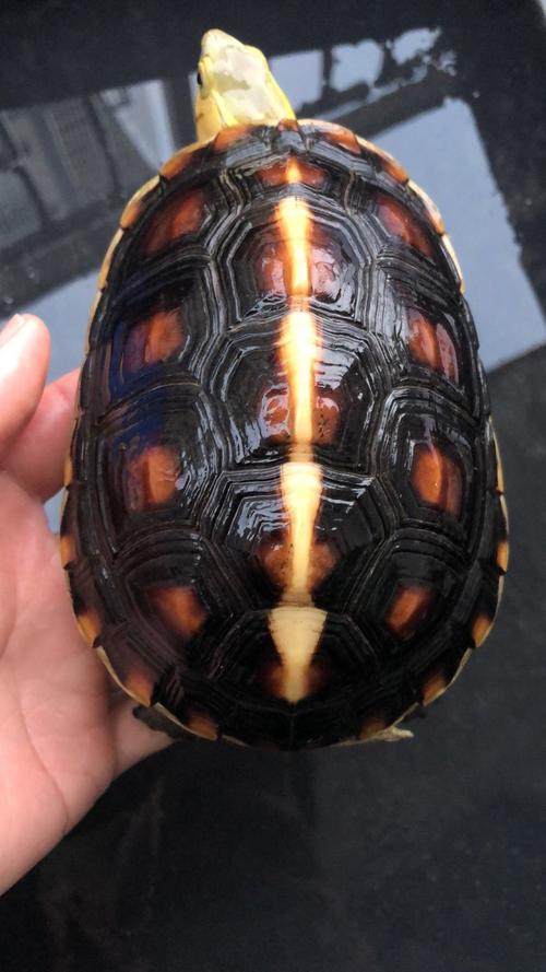 粤北稀有野生乌龟品种有何独特之处？-图1