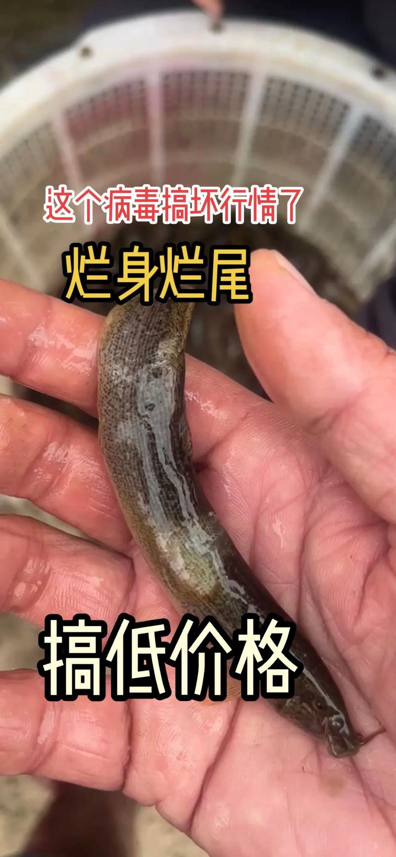 南宁泥鳅价格现在多少？-图1