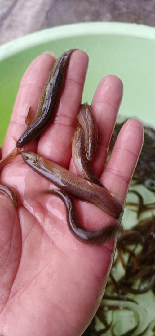 南宁泥鳅价格现在多少？-图2