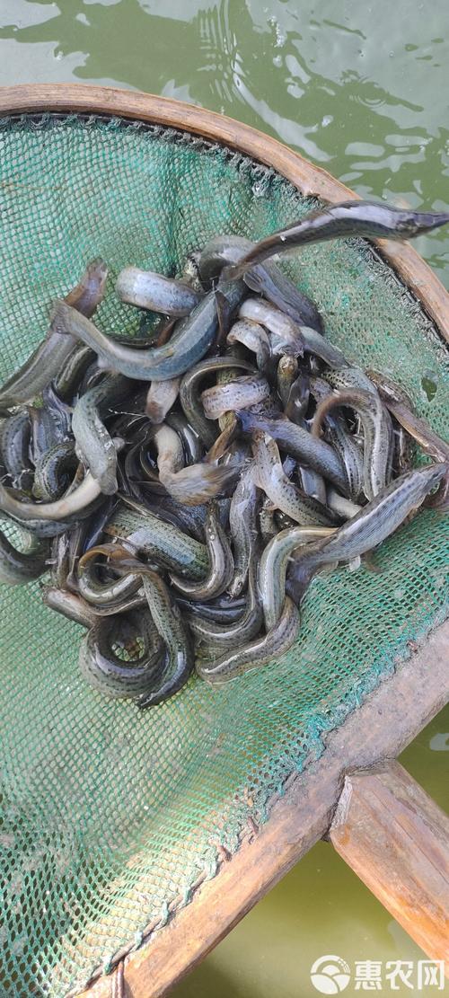 南宁泥鳅价格现在多少？-图3