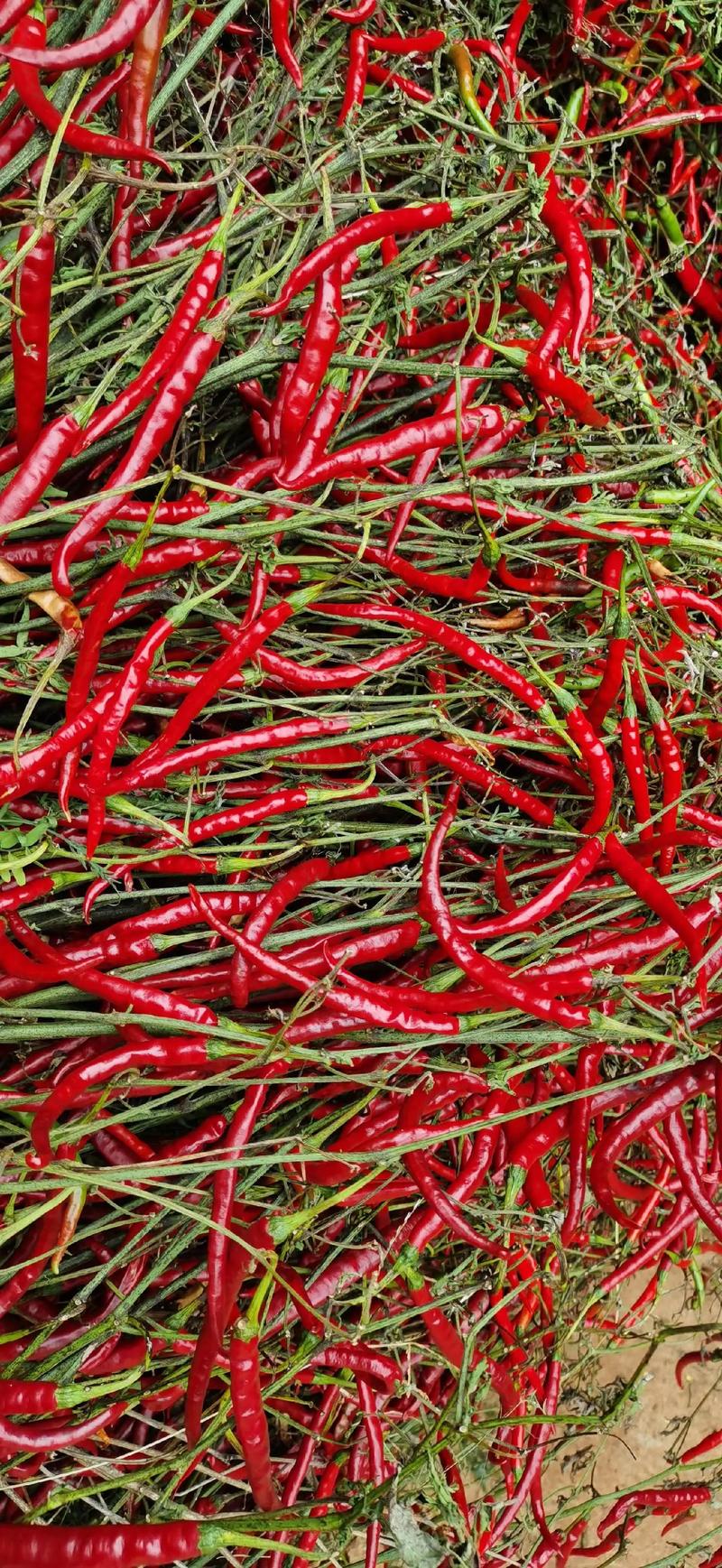 红色辣椒品种有多少?-图1 红色辣椒品种有多少?-图1