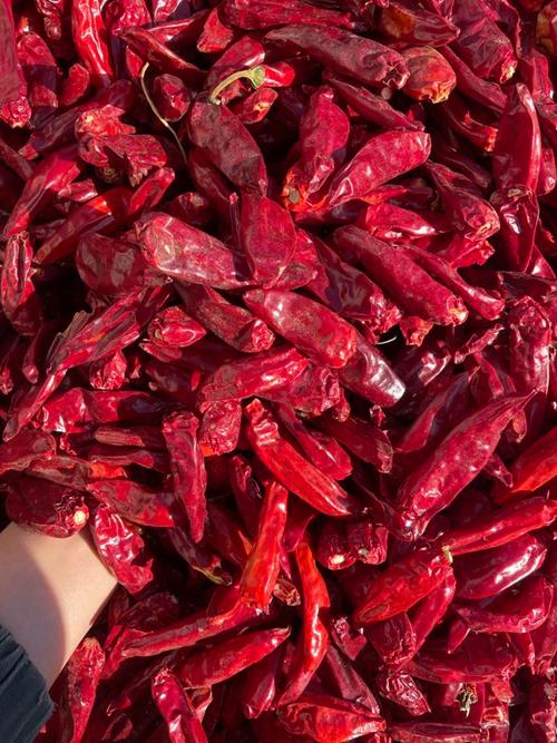 红色辣椒品种有多少?-图2 红色辣椒品种有多少?-图2