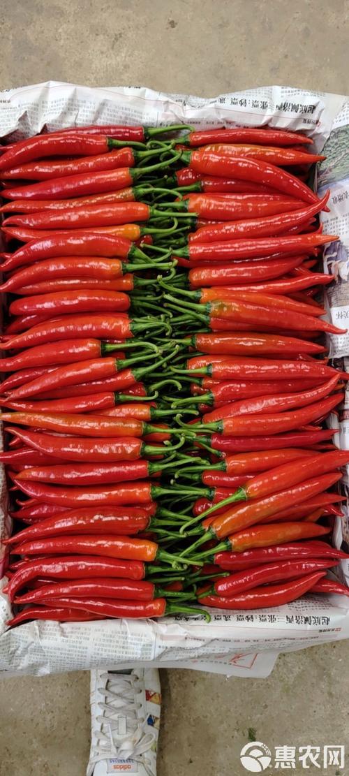 红色辣椒品种有多少?-图3 红色辣椒品种有多少?-图3
