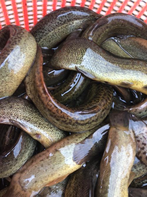 台湾泥鳅重庆今日价格-图1