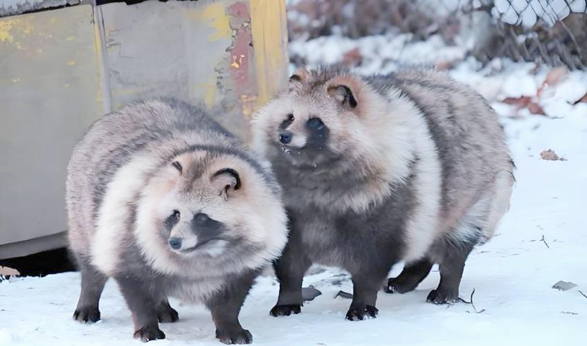 貉子快速养殖技术视频,关键点有哪些?-图2 貉子快速养殖技术视频,关键点有哪些?-图2