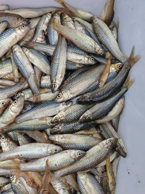 常见水产养殖品种有哪些?-图2 常见水产养殖品种有哪些?-图2