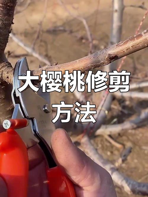 种植樱桃修剪技术视频-图2