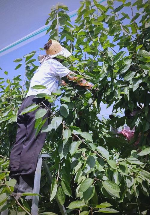 种植樱桃修剪技术视频-图3