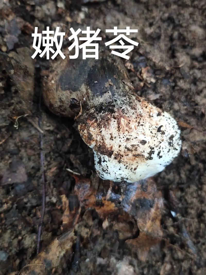 猪苓高产种植技术有哪些关键要点?-图2 猪苓高产种植技术有哪些关键要点?-图2