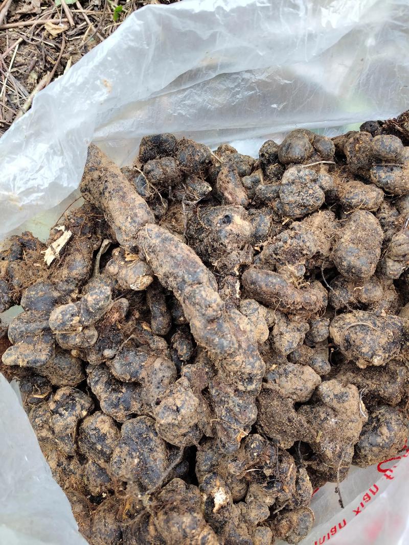 猪苓高产种植技术有哪些关键要点?-图3 猪苓高产种植技术有哪些关键要点?-图3