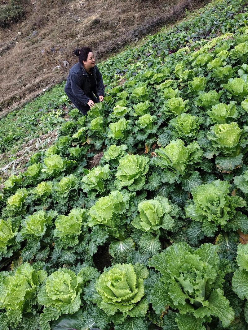 农村种蔬菜哪些品种合适？-图2