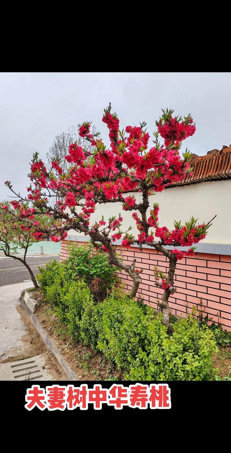 观赏桃树品种大全图片-图2