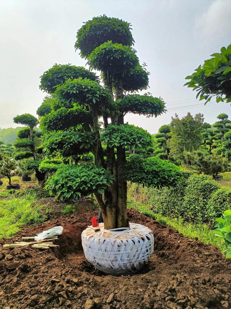 庭院常见树木品种有哪些？-图1