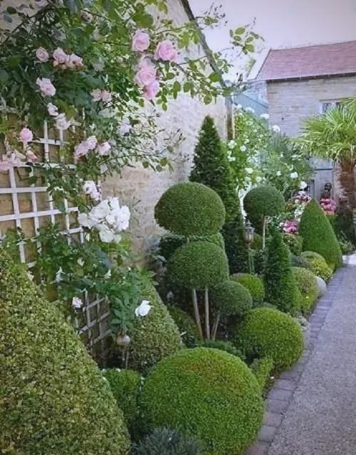 庭院常见树木品种有哪些？-图2