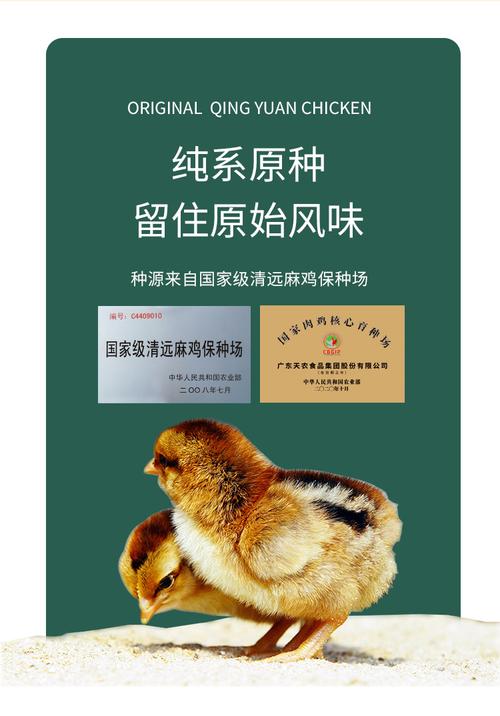 养殖土鸡全套技术光盘内容有哪些?-图2 养殖土鸡全套技术光盘内容有哪些?-图2