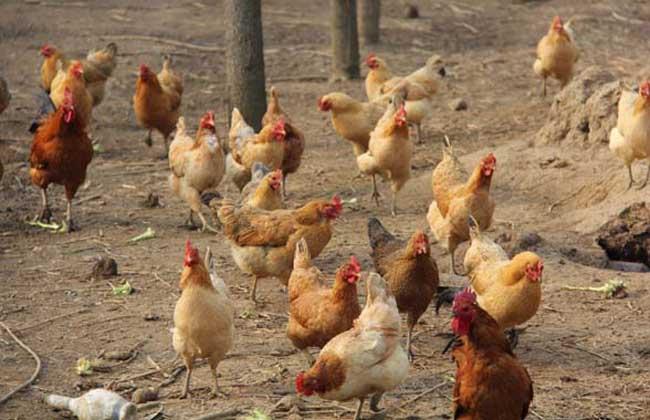 养殖土鸡全套技术光盘内容有哪些?-图3 养殖土鸡全套技术光盘内容有哪些?-图3