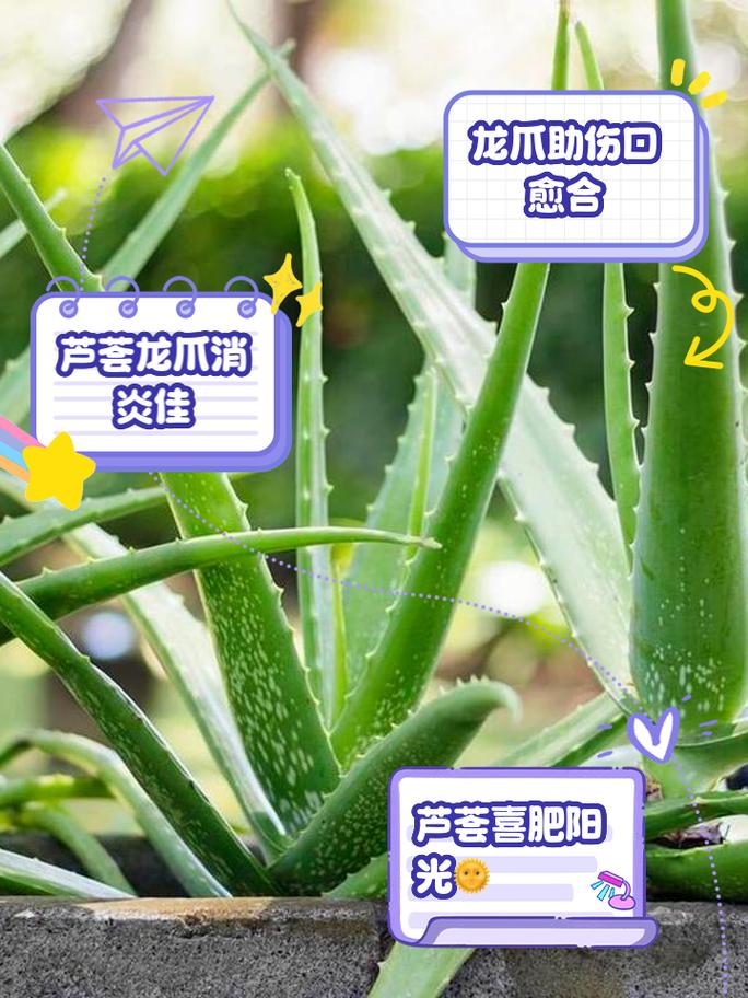 芦荟品种到底有多少?常见名称有哪些?-图1 芦荟品种到底有多少?常见名称有哪些?-图1