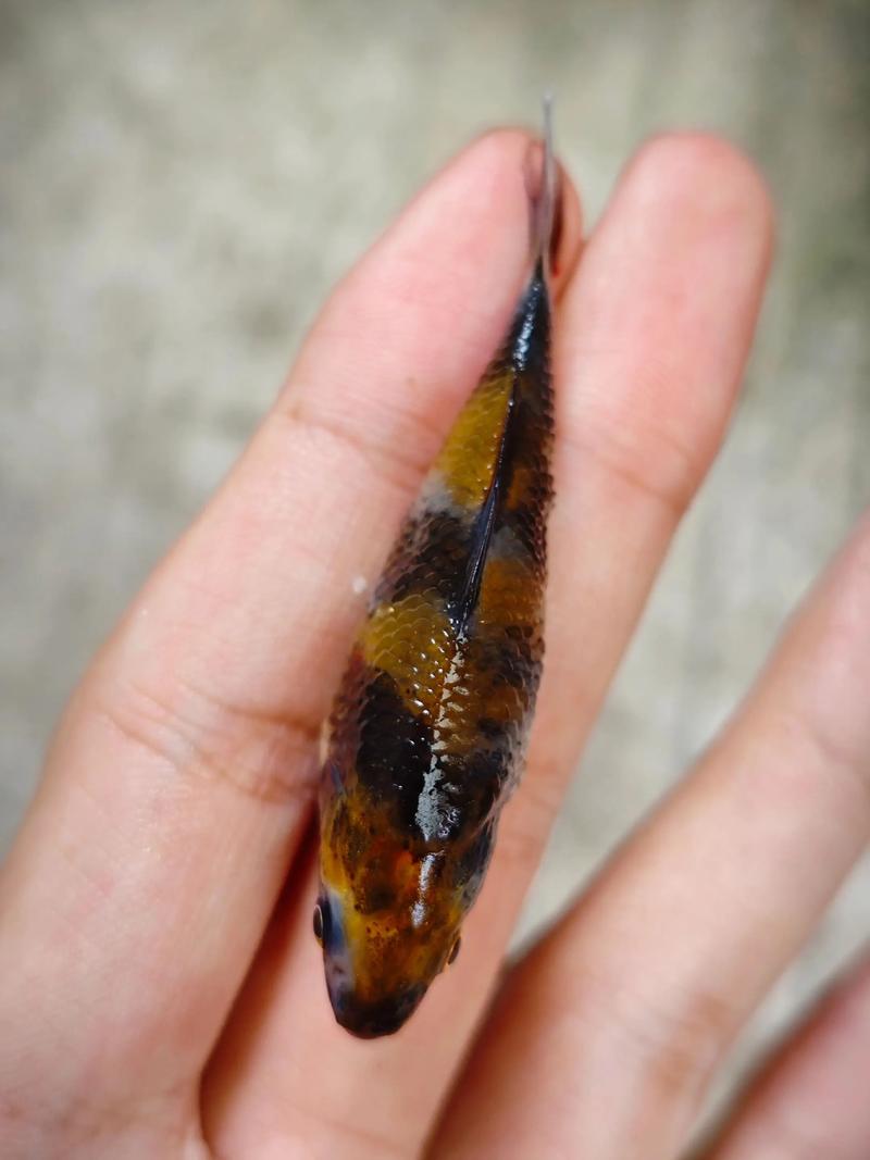 中国昭和锦鲤养殖技术有何独特秘诀？-图1