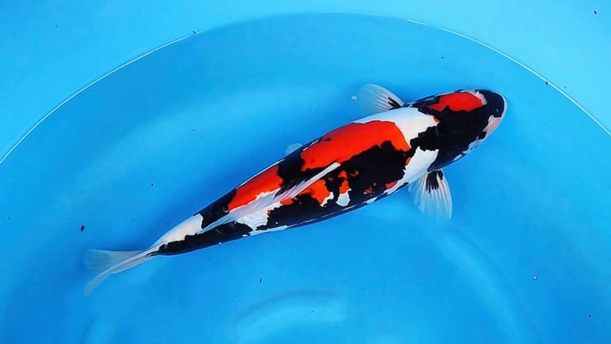 中国昭和锦鲤养殖技术有何独特秘诀？-图3