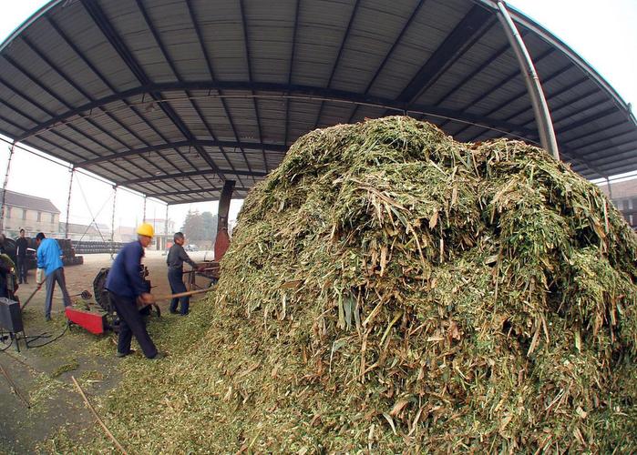 玉米秸秆发酵菌肥技术怎么用？-图1