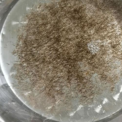 人工泥鳅孵化技术视频怎么学？关键步骤有哪些？-图2