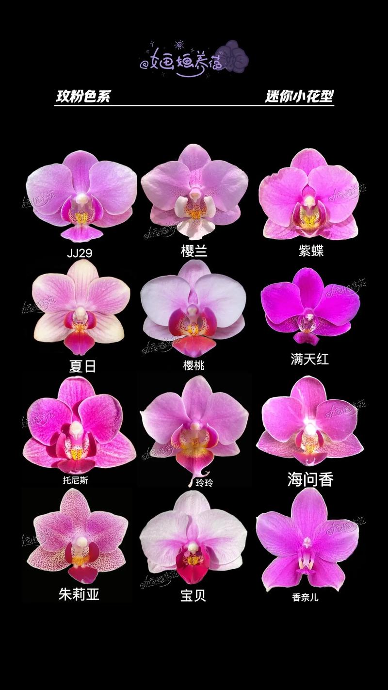 世界兰花品种大全图片有哪些珍稀品种？-图2