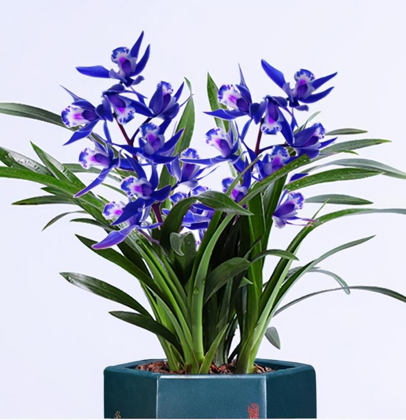 世界兰花品种大全图片有哪些珍稀品种?-图3 世界兰花品种大全图片有哪些珍稀品种?-图3