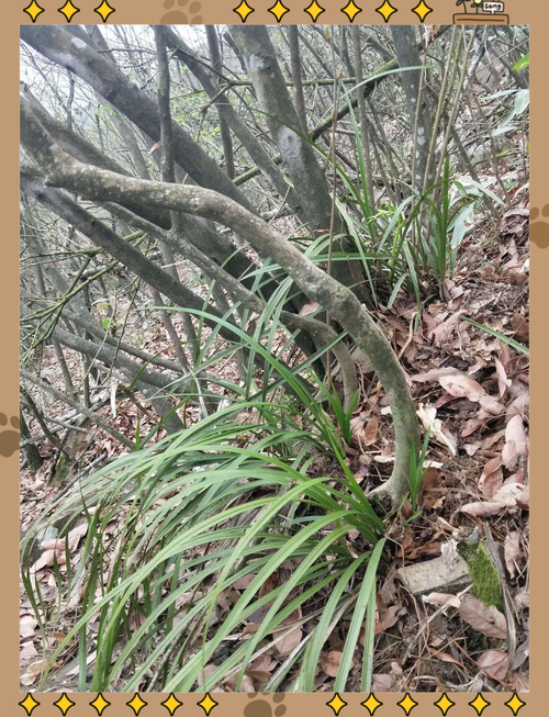 野生蕙兰品种有哪些？-图1